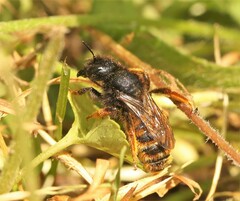 Osmia bicolor