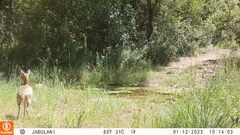 Oreotragus oreotragus transvaalensis