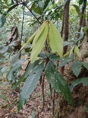 Actinodaphne bourdillonii