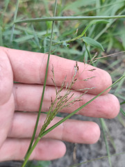 Eragrostis albensis