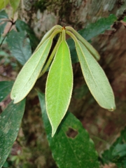 Actinodaphne bourdillonii