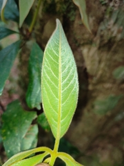 Actinodaphne bourdillonii