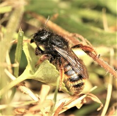 Osmia bicolor