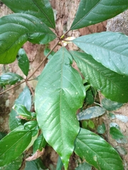 Actinodaphne bourdillonii