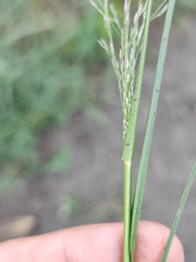 Eragrostis albensis