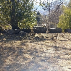 Pterorhinus albogularis