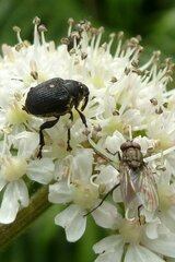 Mononychus punctumalbum