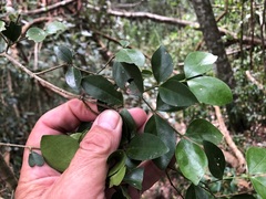 Strychnos psilosperma