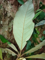 Actinodaphne bourdillonii