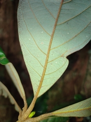 Actinodaphne bourdillonii