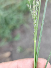 Eragrostis albensis