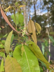 Symmachis lateipennis