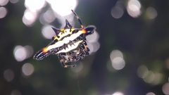 Gasteracantha geminata