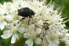 Mononychus punctumalbum