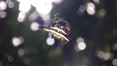 Gasteracantha geminata
