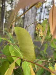 Symmachis lateipennis