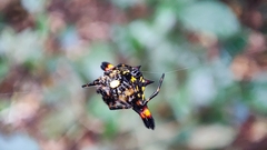 Gasteracantha geminata