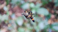 Gasteracantha geminata