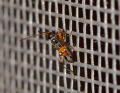 Raglius confusus