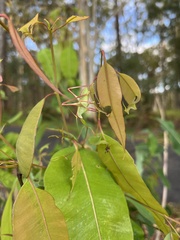 Symmachis lateipennis