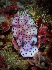 Hypselodoris pulchella