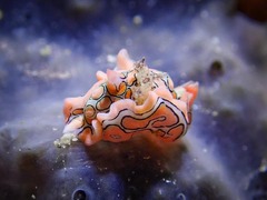 Sagaminopteron psychedelicum