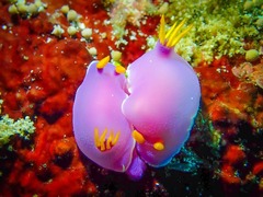 Hypselodoris bullockii