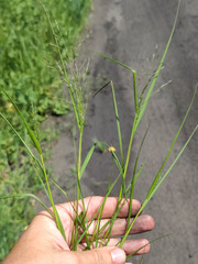 Eragrostis albensis