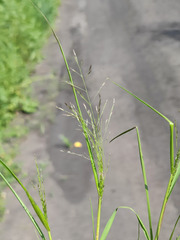 Eragrostis albensis