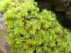 Syntrichia montana