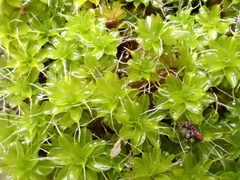 Syntrichia montana