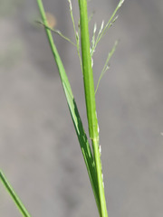 Eragrostis albensis