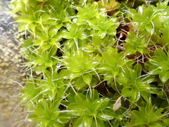 Syntrichia montana