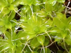 Syntrichia montana