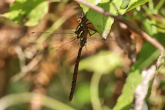 Austroaeschna pulchra