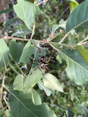 Ephippitytha trigintiduoguttata