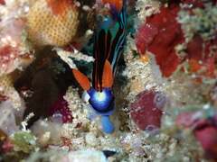 Nembrotha