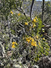 Sophora chrysophylla
