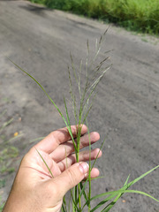 Eragrostis albensis