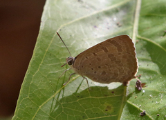 Arhopala atrax