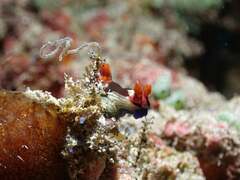 Nembrotha chamberlaini