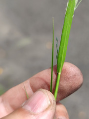 Eragrostis albensis