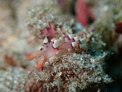 Coryphellina exoptata