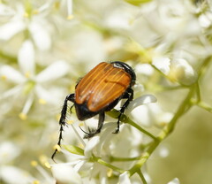 Phyllotocus rufipennis