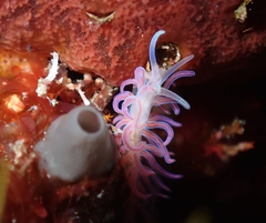 Phyllodesmium serratum