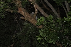 Podargus strigoides