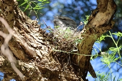 Podargus strigoides
