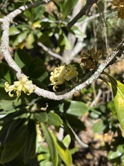 Pittosporum