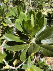 Pittosporum