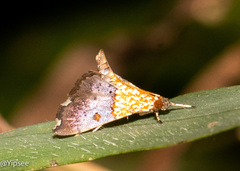 Agrotera basinotata